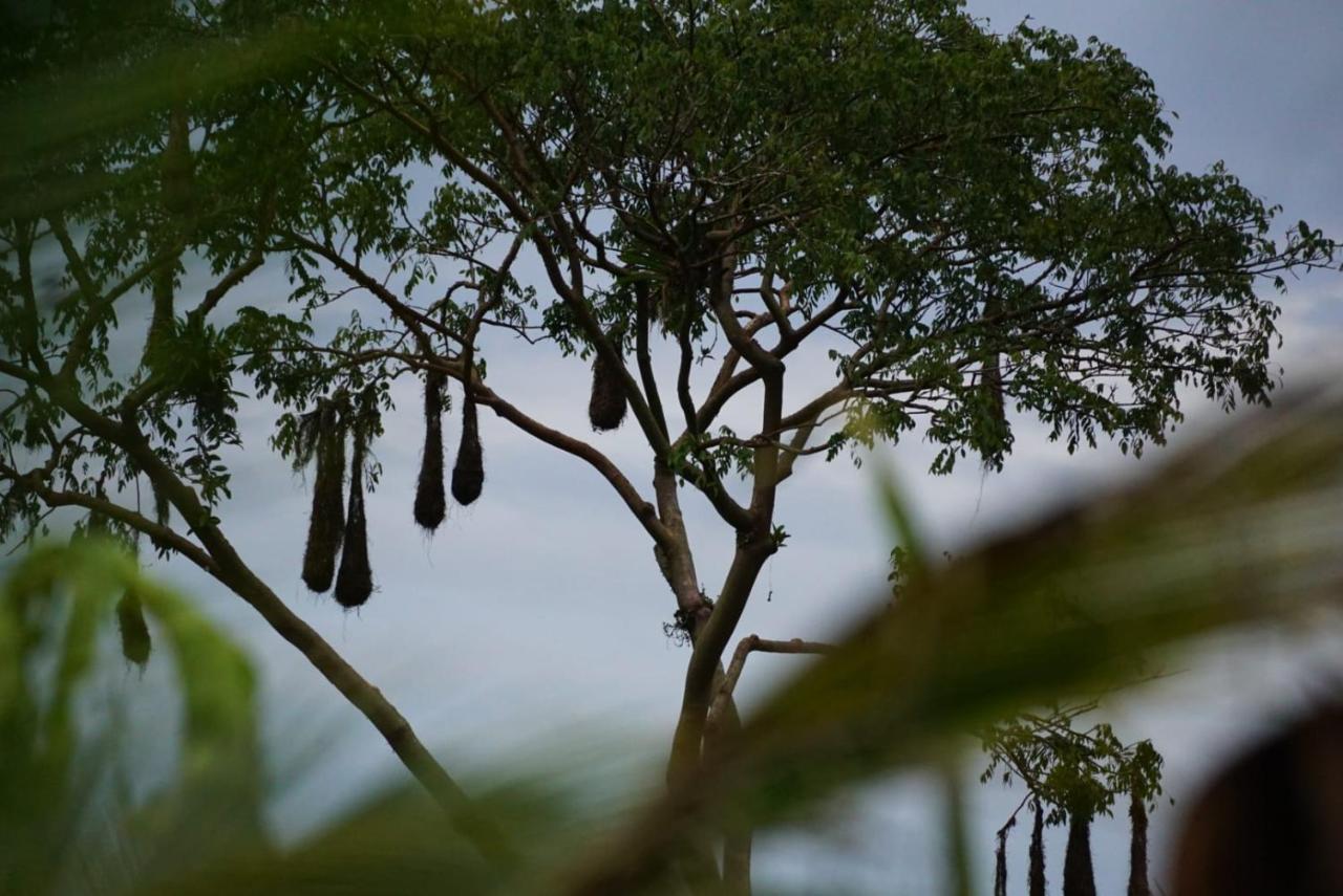 ホテル Bewak Cr トルトゥゲーロ エクステリア 写真