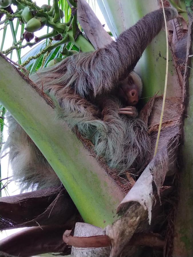 ホテル Bewak Cr トルトゥゲーロ エクステリア 写真