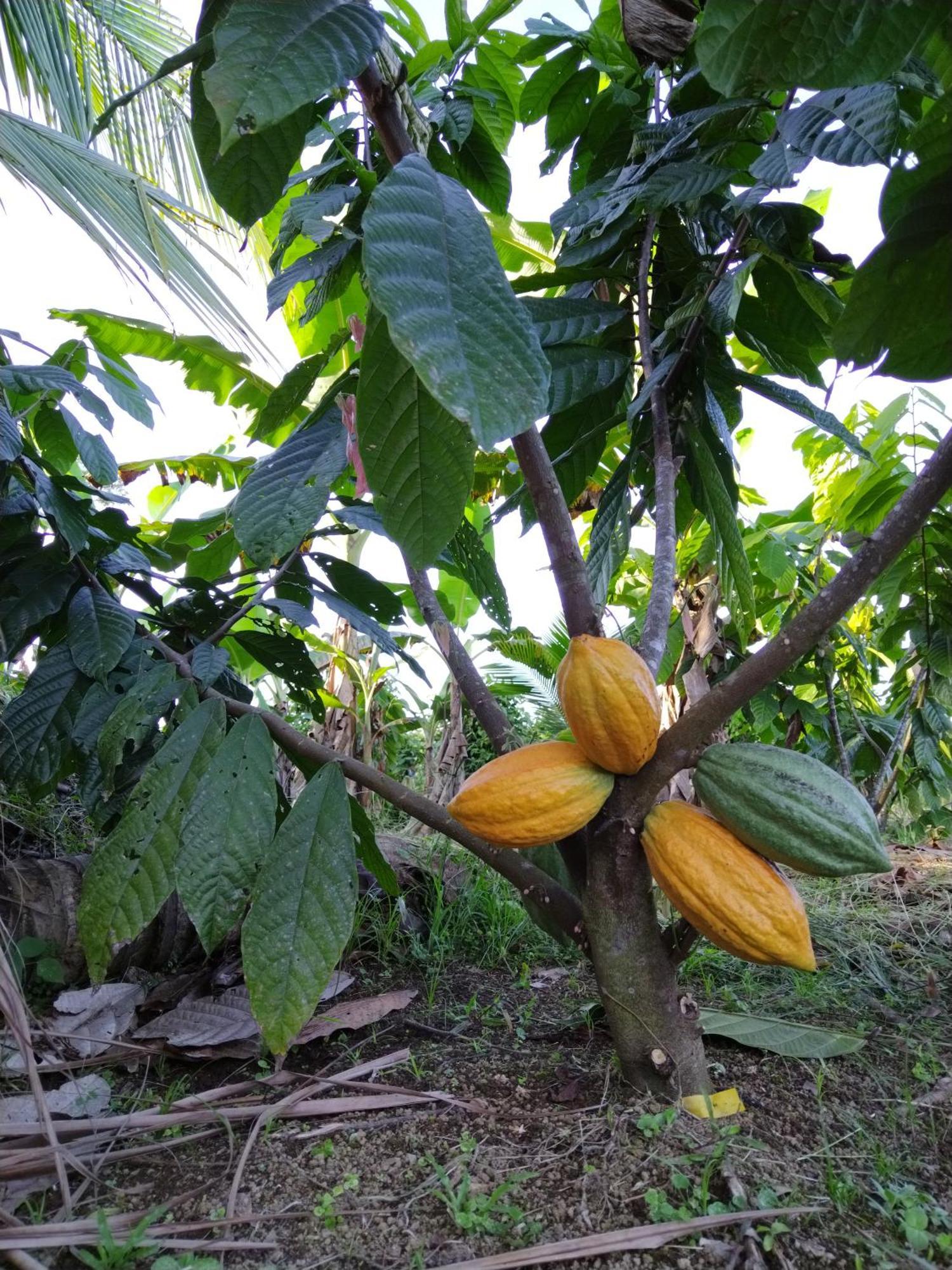 ホテル Bewak Cr トルトゥゲーロ エクステリア 写真